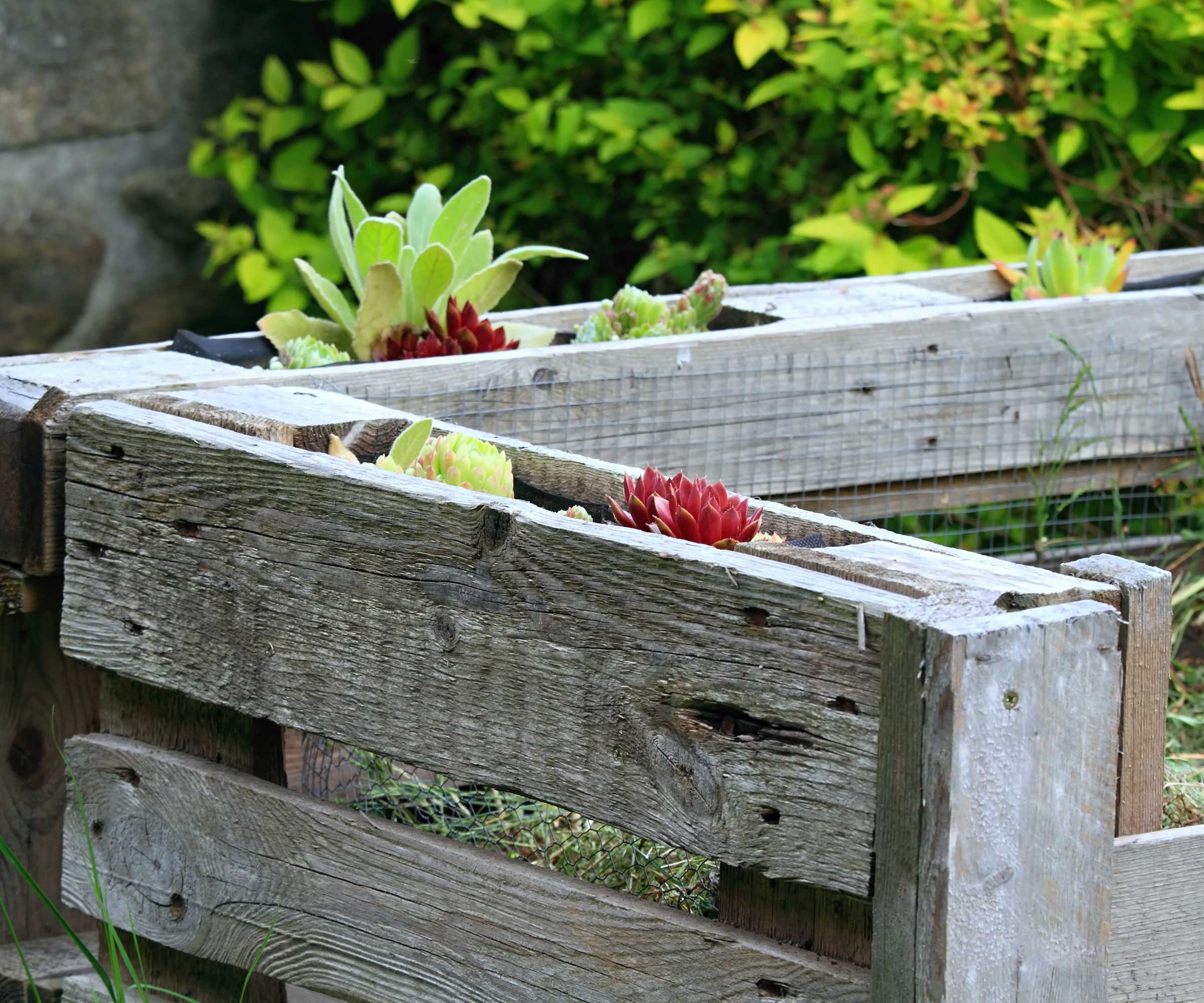 succulents planted in wooden compost bin