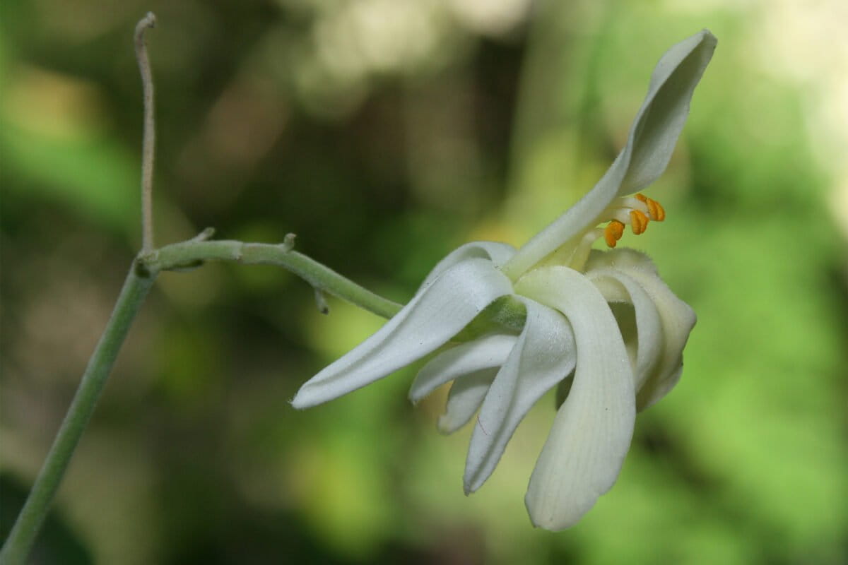 A flower of the Moringa oleifera tree, which is valued for its medicinal properties.