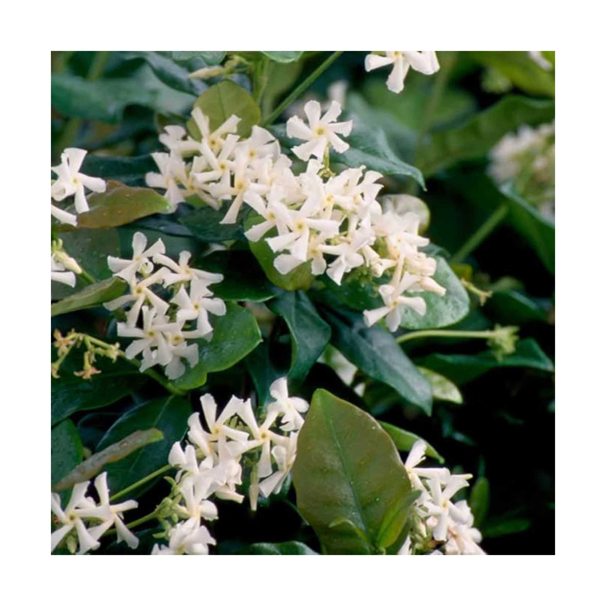 star jasmine from Plants By Mail