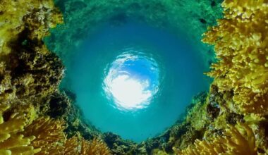 Scientists Discover Ancient Signals That Paint A Surprising Picture Of Earth’s First Animals