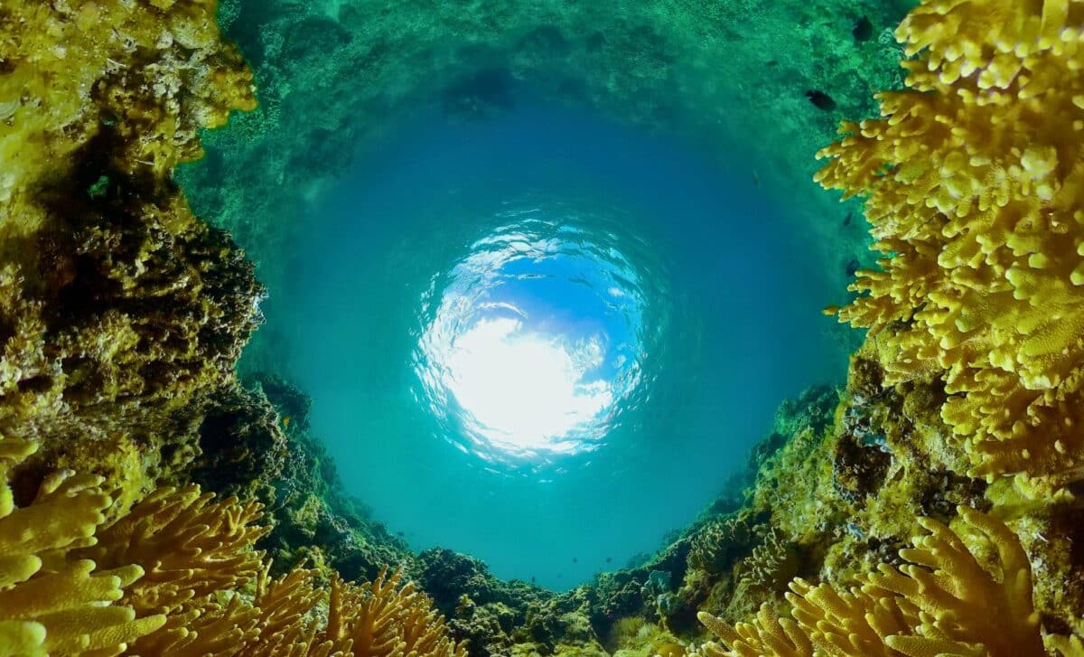 Scientists Discover Ancient Signals That Paint A Surprising Picture Of Earth’s First Animals