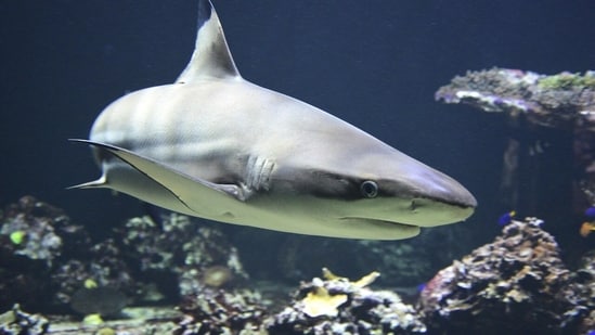 Researchers tagged Contender in January 2025 off Georgia, grabbed their samples, and let him go.(Representative Image/Pixabay)