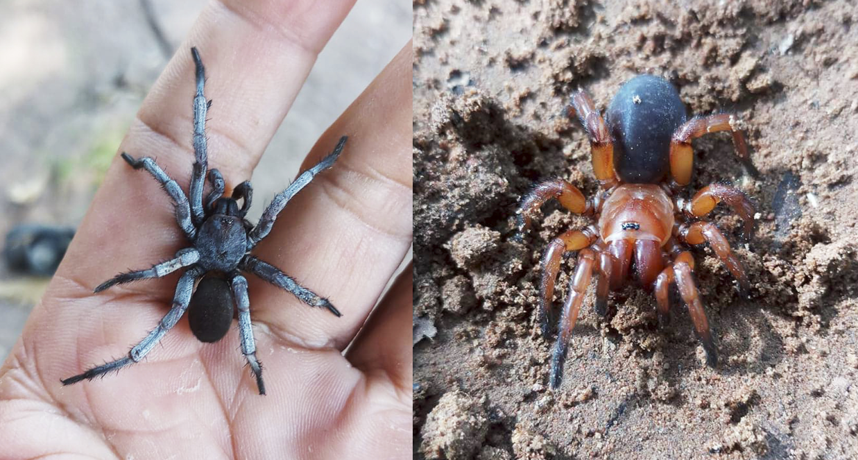 The new species of spider, Damarchus inazuma: A male (left) and a female (right). The new species of spider, Damarchus inazuma: A male (left) and a female (right).
