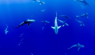 Cocaine Shark: How Our Drug Habits Impact Aquatic Ecosystems