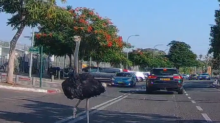 The ostrich that escaped from Ramat Gan safari (Photo: Ivgeni) היען ברחוב ברמת גן