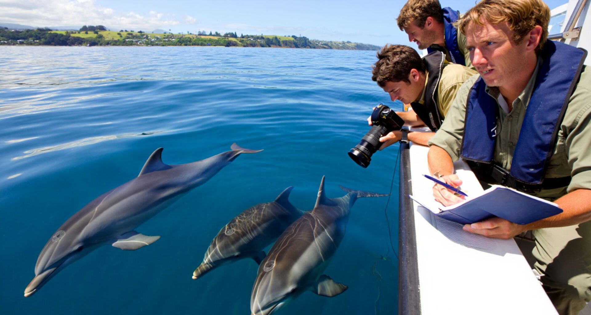 These dolphins spotted in Tauranga Harbour puzzle scientists