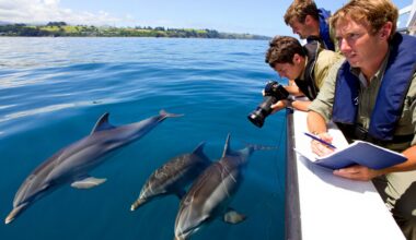 These dolphins spotted in Tauranga Harbour puzzle scientists