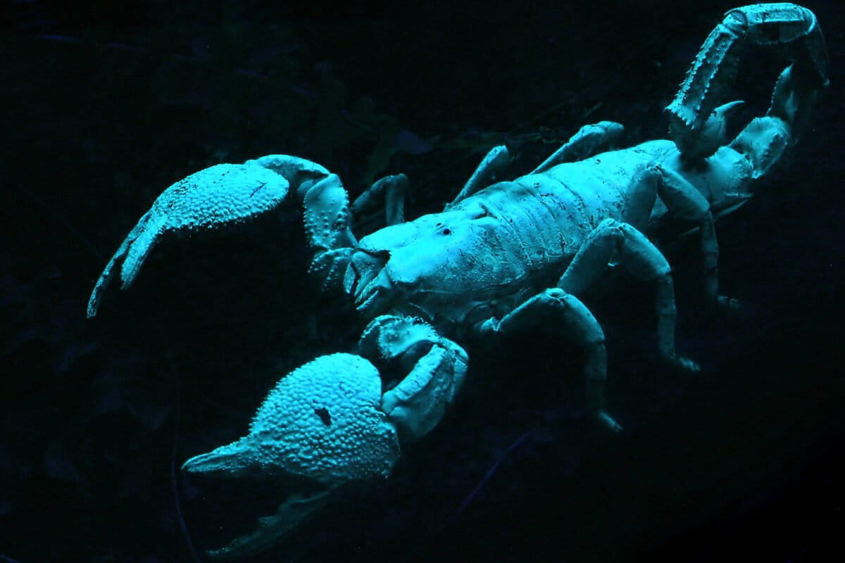Consider the scorpions
