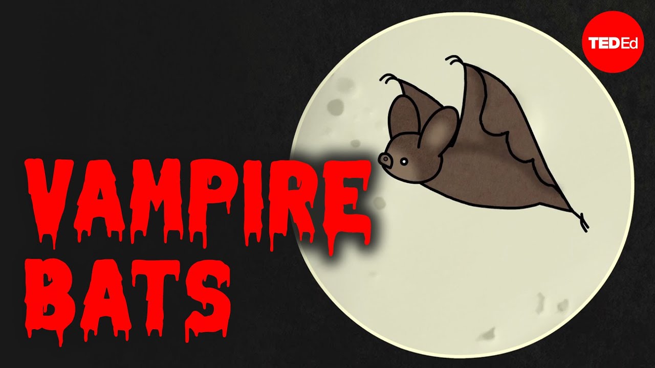 How Vampire Bats Keep From Starving