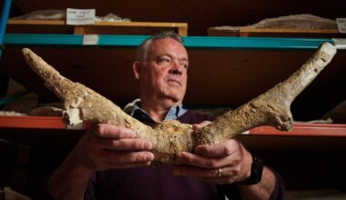 Genetic study shines light on Toronto’s ancient ‘subway deer’