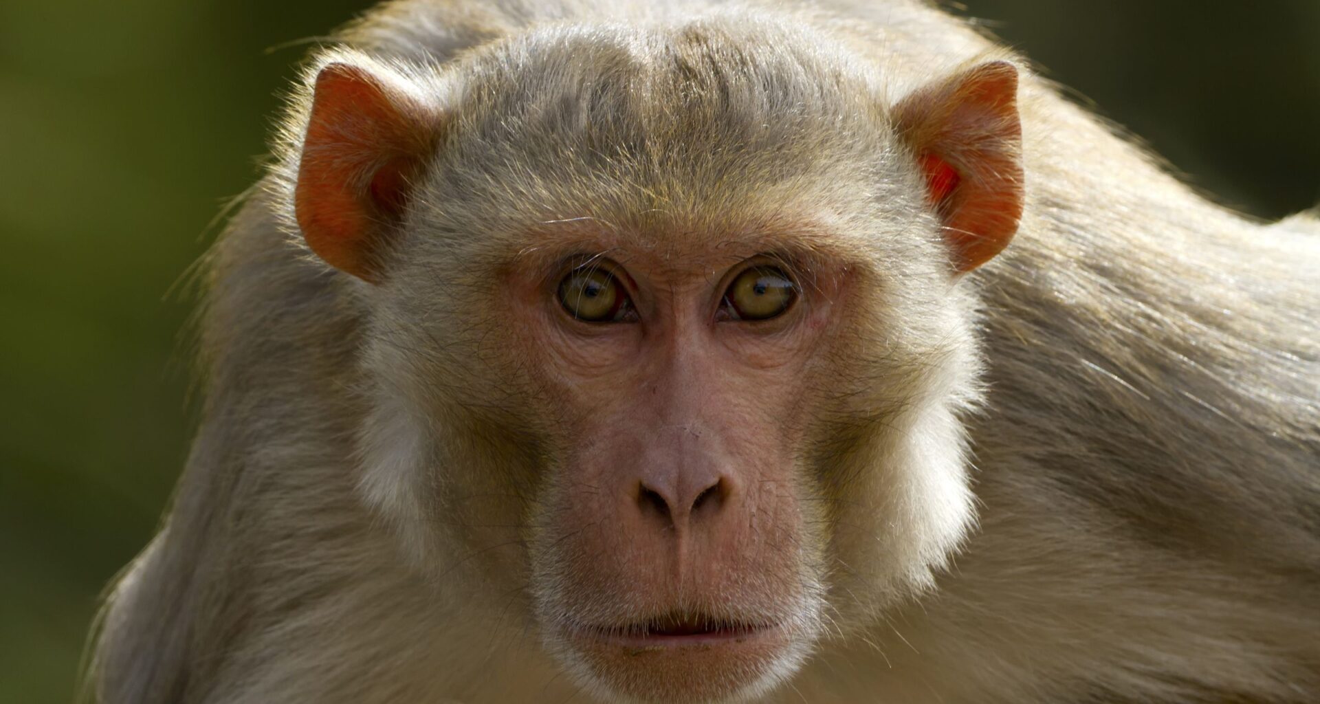 Lab monkeys on the loose in Mississippi don't have herpes, university says. But are they dangerous?