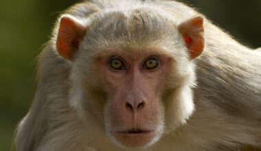 Lab monkeys on the loose in Mississippi don't have herpes, university says. But are they dangerous?