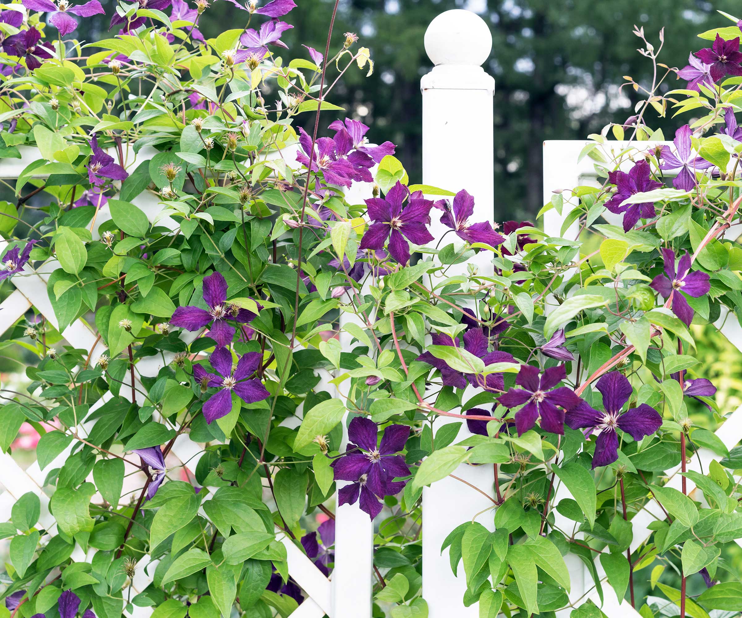 purple clematis on trellis