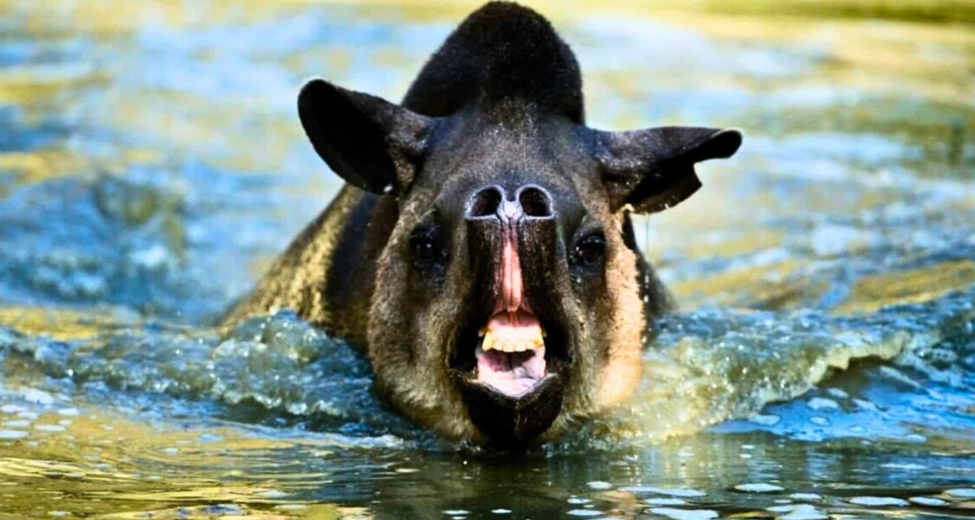 A South American Tapir