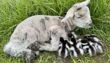 Southern kindness: Newborn lamb shelters ducklings in storm