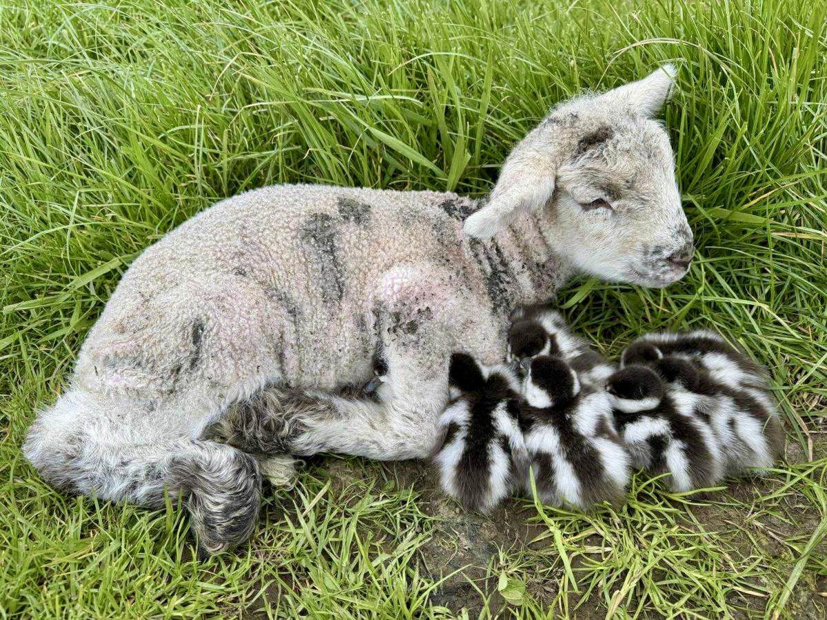 Southern kindness: Newborn lamb shelters ducklings in storm