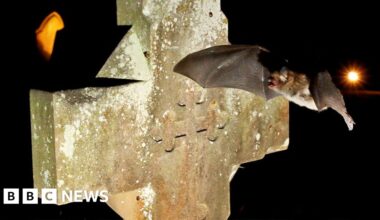 Bats are seeking sanctuary in churches