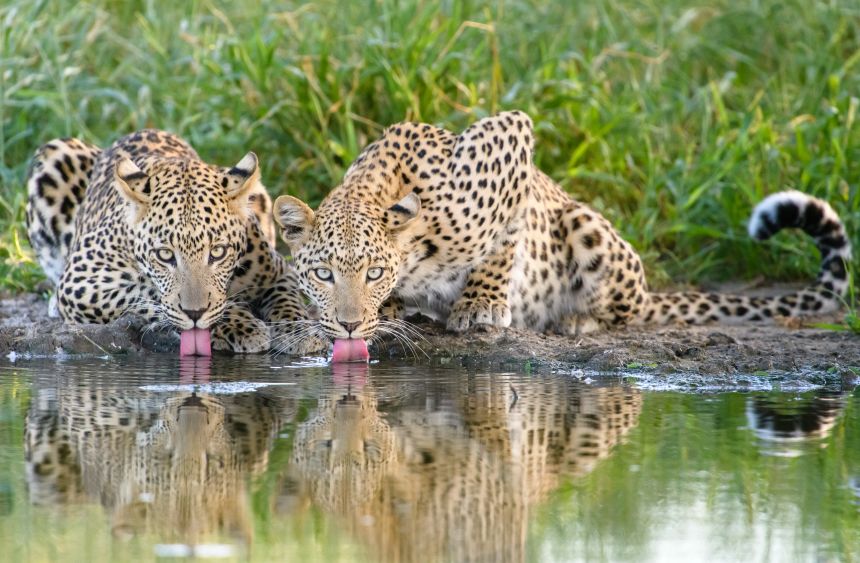 The new book, celebrating 10 years of the series,<strong> </strong>includes highlights from previous editions, like this shot by Remembering Wildlife founder Margot Raggett of two African leopards on the Central Kalahari Game Reserve in Botswana.