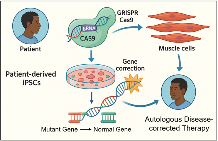 Application Of CRISPR Technology In iPSC Gene Correction