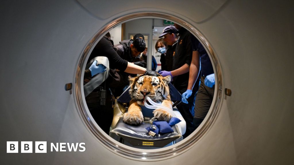 Tiger, cheetah and leopard get CT scans at The Big Cat Sanctuary
