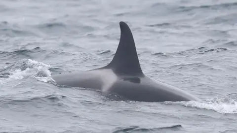Joe Pender A close-up of one of the adult female orcas. Its dark grey fin and area surrounding it is out of the water.