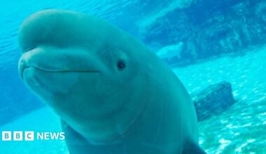 A white beluga whale underwater at the Marineland Canada theme park in Niagara Falls, Ontario.