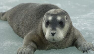 IUCN Red List: Arctic seals on brink of extinction, global birds deArctic seals face extinction and birds in decline globally.