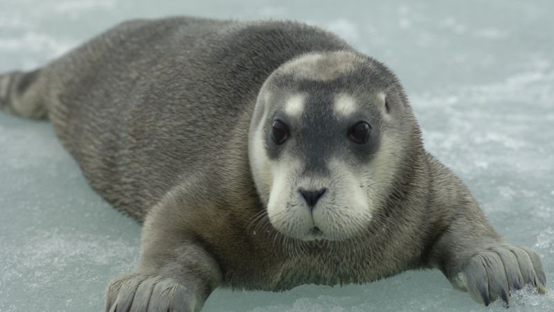 IUCN Red List: Arctic seals on brink of extinction, global birds deArctic seals face extinction and birds in decline globally.