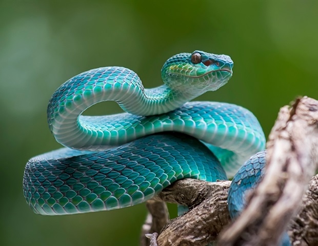Broad-spectrum antivenom could revolutionize treatment of venomous snakebites in Africa