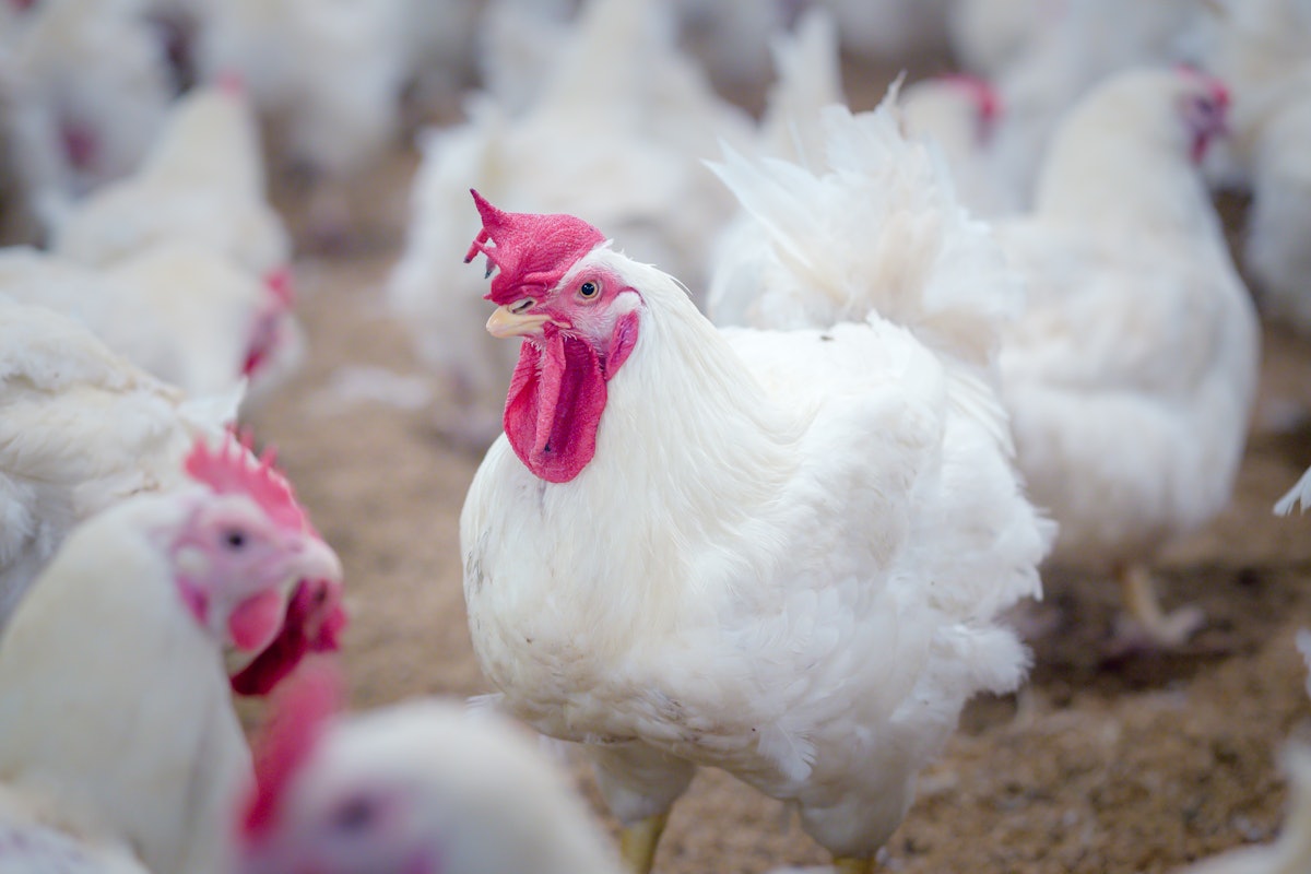 New technologies shape future of poultry genetics