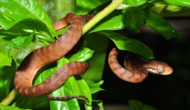 Ecosystem killers: 10 destructive, brutal animals that destroy entire habitats