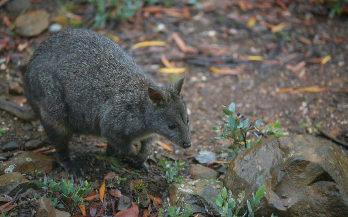 Brush Tailed Bettong Or Rat Kangaroo