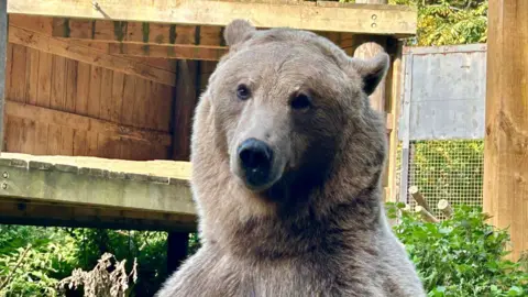 BBC/Claudia Sermbezis A brown bear looking at the camera. It is in an enclosure. 