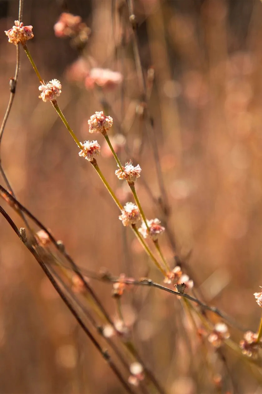 Tall brown stalks of native wand buckwheat are bare, except for tiny balls of pink flowers. 