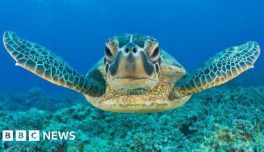 Green turtle bounces back from brink in conservation 'win'