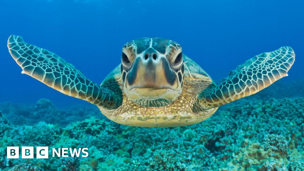 Green turtle bounces back from brink in conservation 'win'