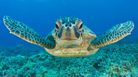 Getty The image shows a sea turtle swimming gracefully underwater, facing the camera with its flippers extended. Beneath the turtle, a coral reef is visible, set against the vibrant blue of the ocean.
