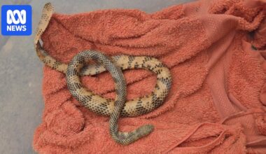 Parts of Coffs Coast Wildlife Sanctuary evacuated due to 'highly venomous' sea snake