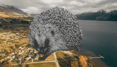 The town with no hedgehogs