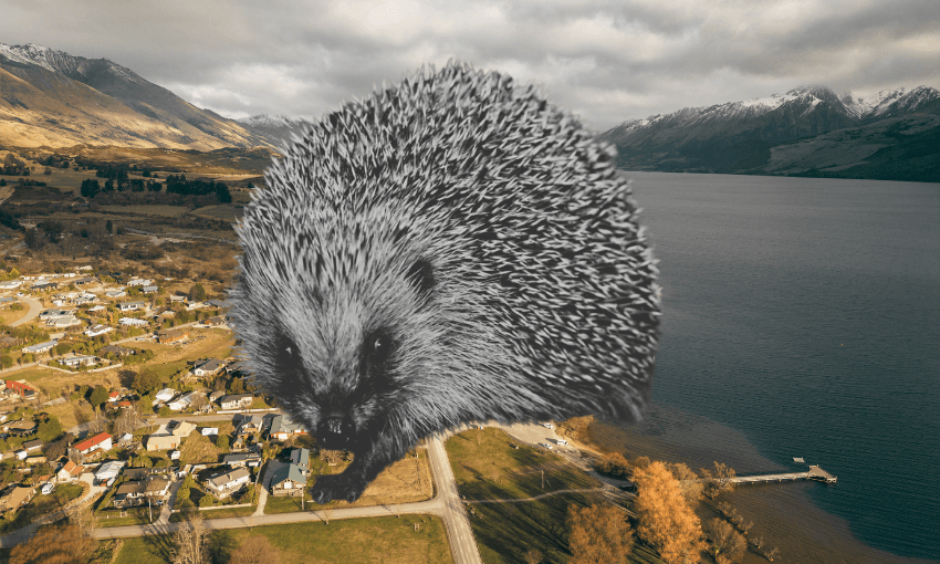 The town with no hedgehogs