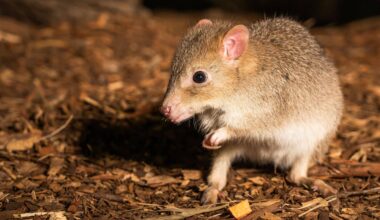 Closeup Of A Cute Eastern Bettong