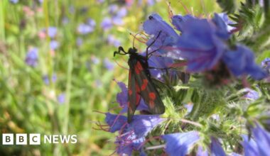 Biodiversity in Shinfield to be boosted in £1m project