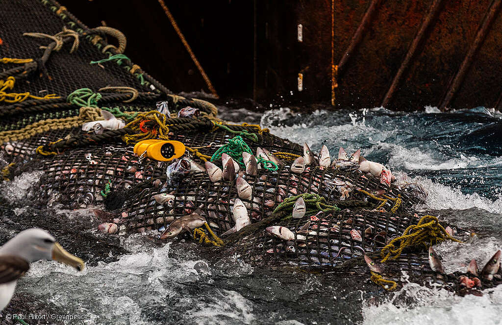 A close up of a bottom trawling net being hauled up with juvenile sharks visible through the net