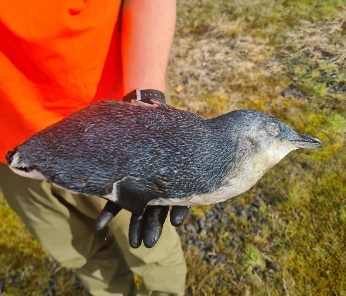 'Shockingly senseless': Police hunt vehicle after Oamaru penguin death