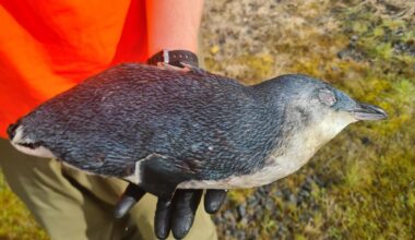 'Shockingly senseless': Police hunt vehicle after Oamaru penguin death