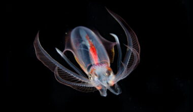 Global conservation body takes first step to protect ocean’s twilight zone