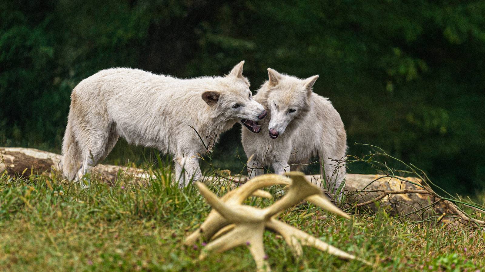 Inside The First Birthday of Romulus & Remus