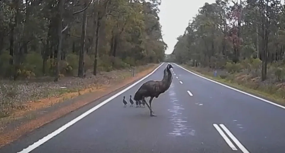 The emu facing the right while the chicks run behind it to the left.