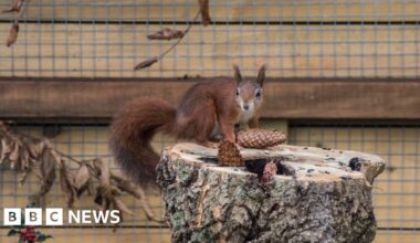 Herefordshire farm park welcomes three red squirrels