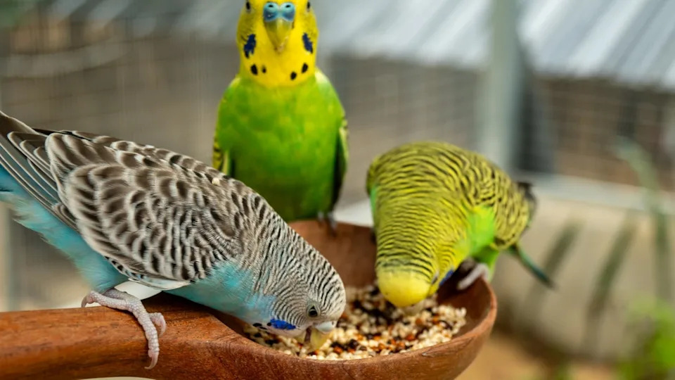 Three adorable Budgies enjoy a birdseed meal in the cage.Image via Shutterstock/ploypemuk